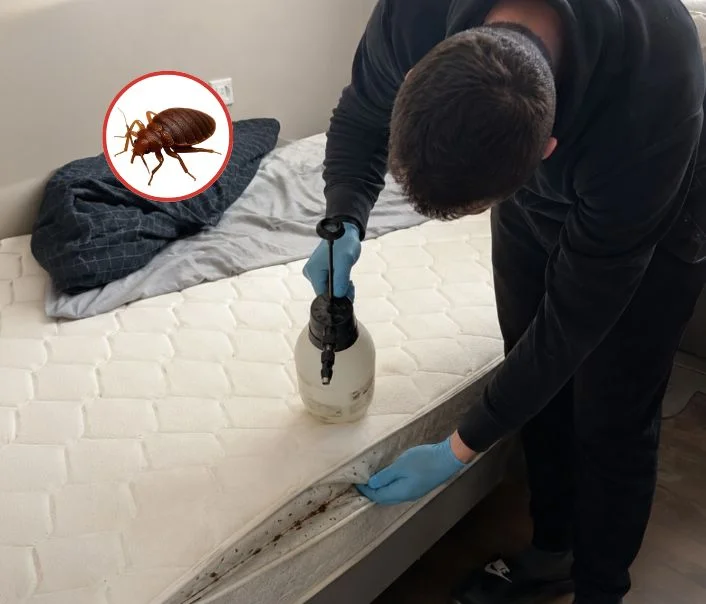 Technicien traitant un matelas contre les punaises de lit à Moigny-sur-École